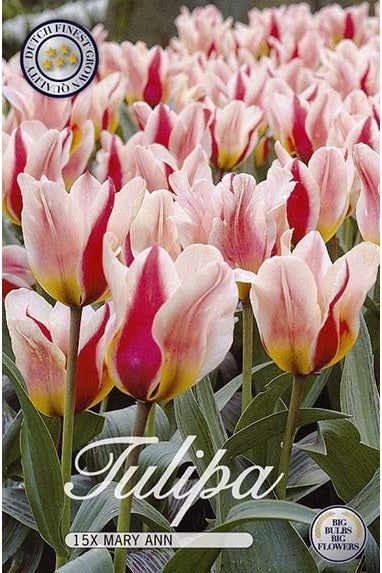 Tulip Mary Ann 15-pakning